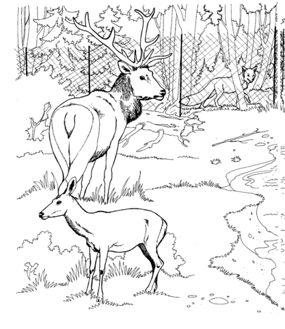 Elk And Roe Deer In A Zoo Coloring Page